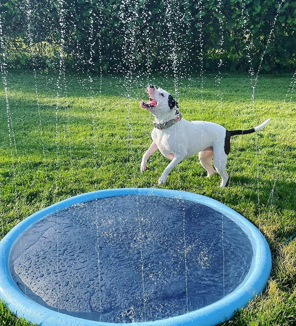 PawSplashPad - PawPurify