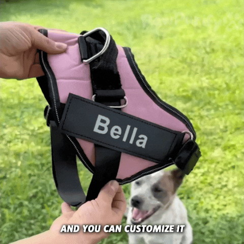 https://pawpurify.co/cdn/shop/files/1000032377.gif?v=1717817730&width=1500 Pawpull Harness