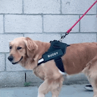 https://pawpurify.co/cdn/shop/files/1000032384.gif?v=1717834187&width=1500 Pawpull Harness