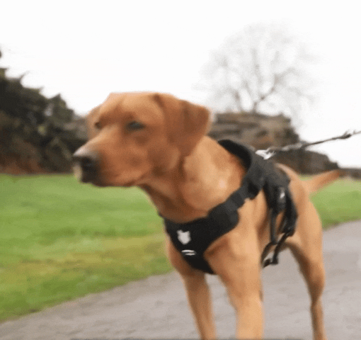 https://pawpurify.co/cdn/shop/files/1000032432.gif?v=1717855781&width=1500 Pawpull Harness