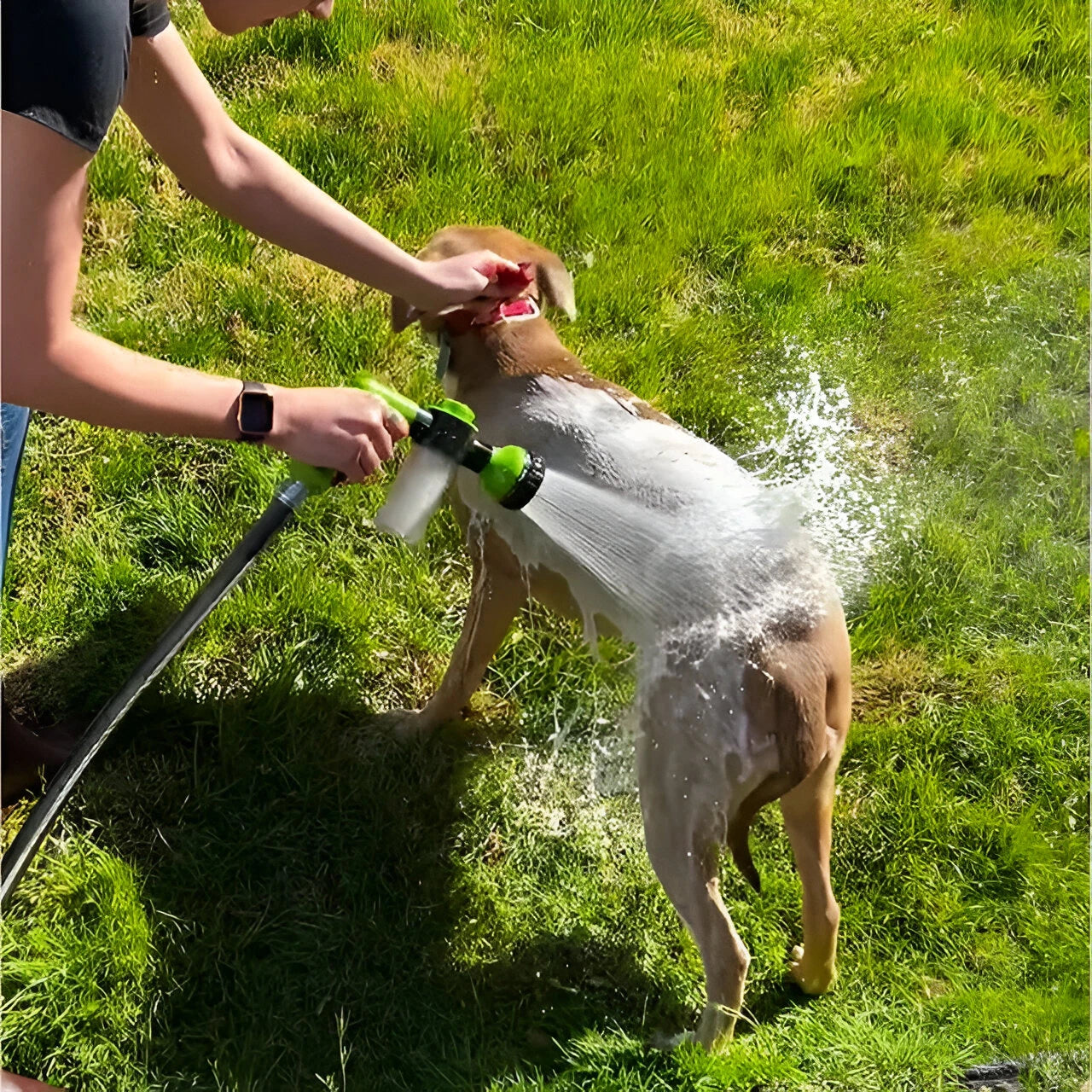 Paw Spray - PawPurify