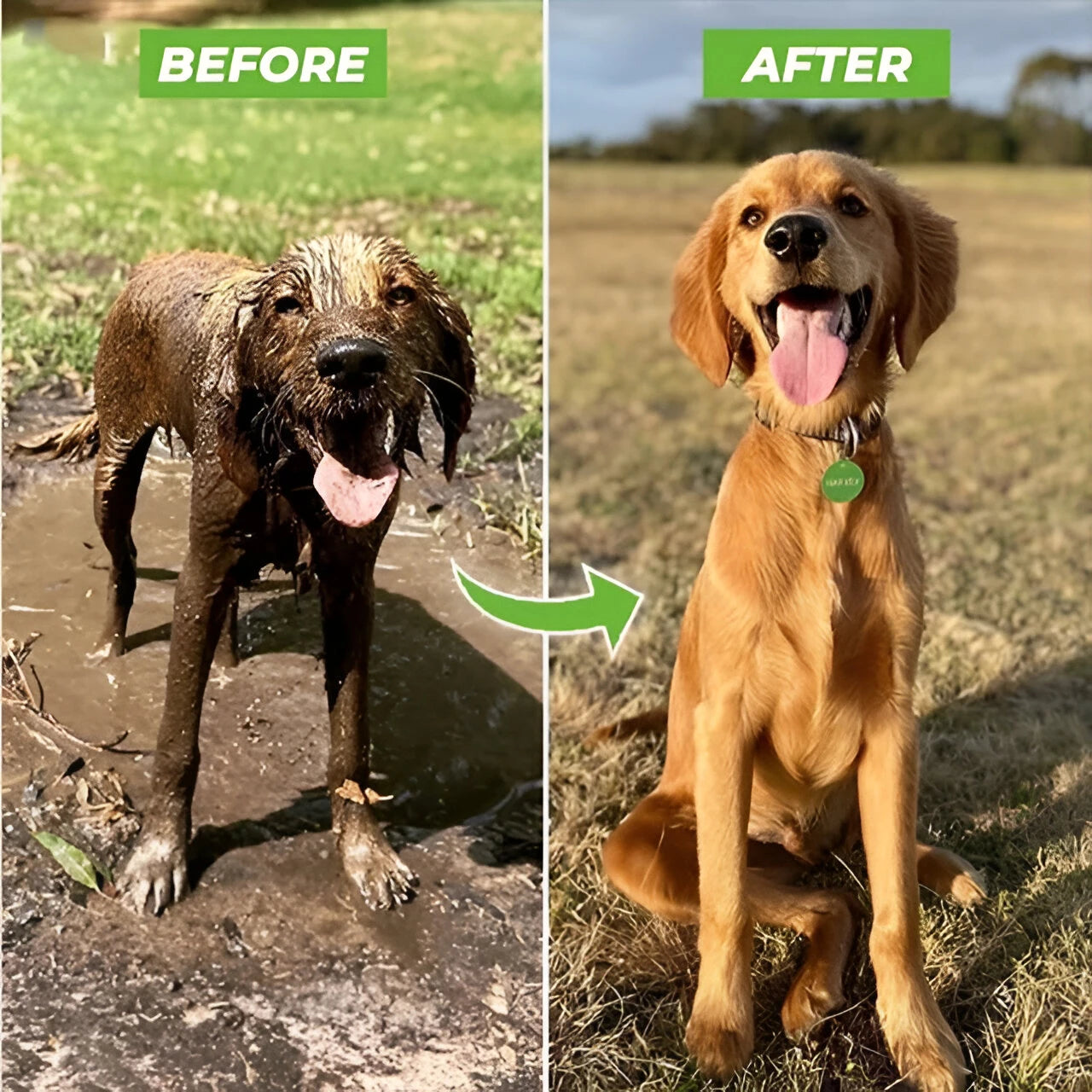 Paw Spray - PawPurify