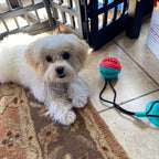 Tug-A-Treat - PawPurify