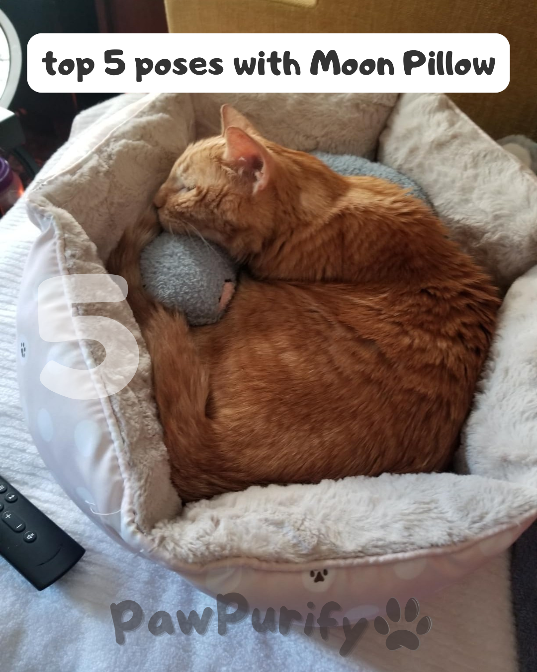 Moon Pillow - PawPurify