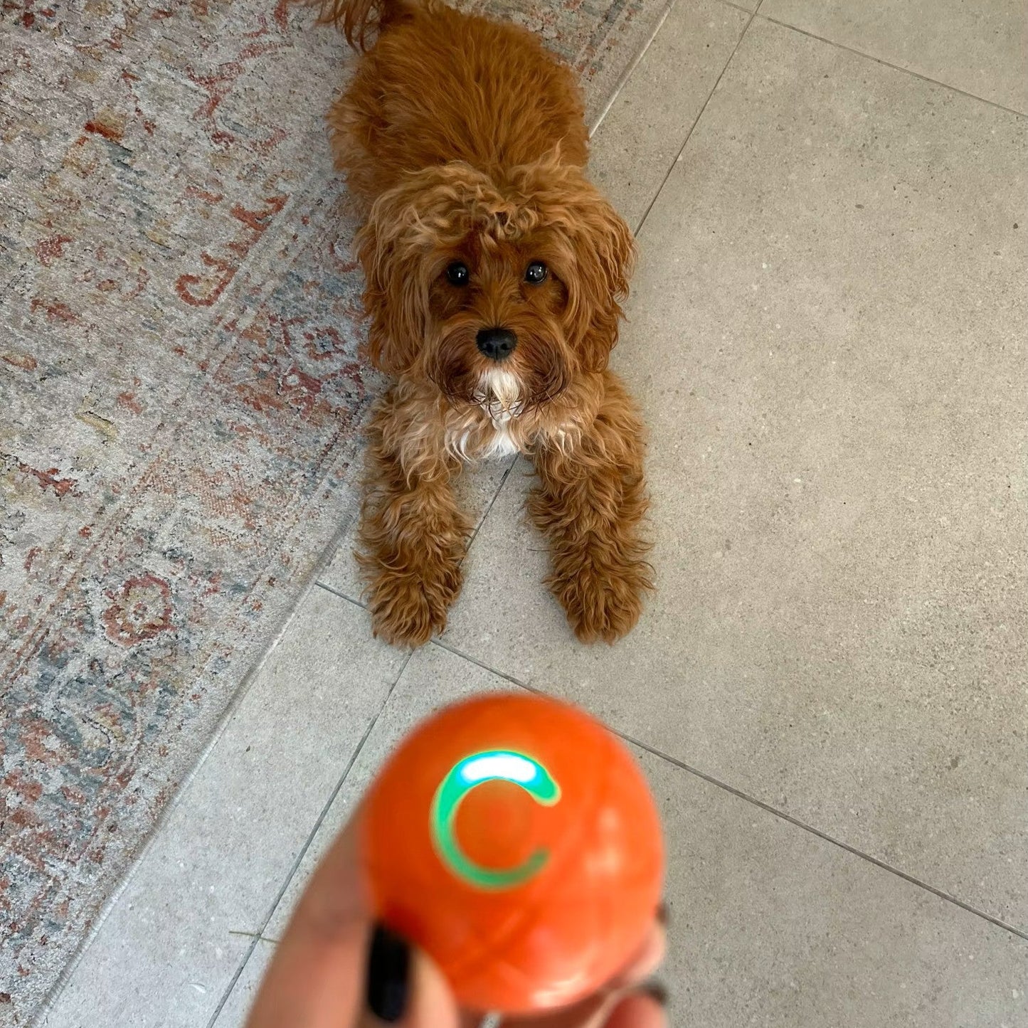 ShakeSphere - PawPurify