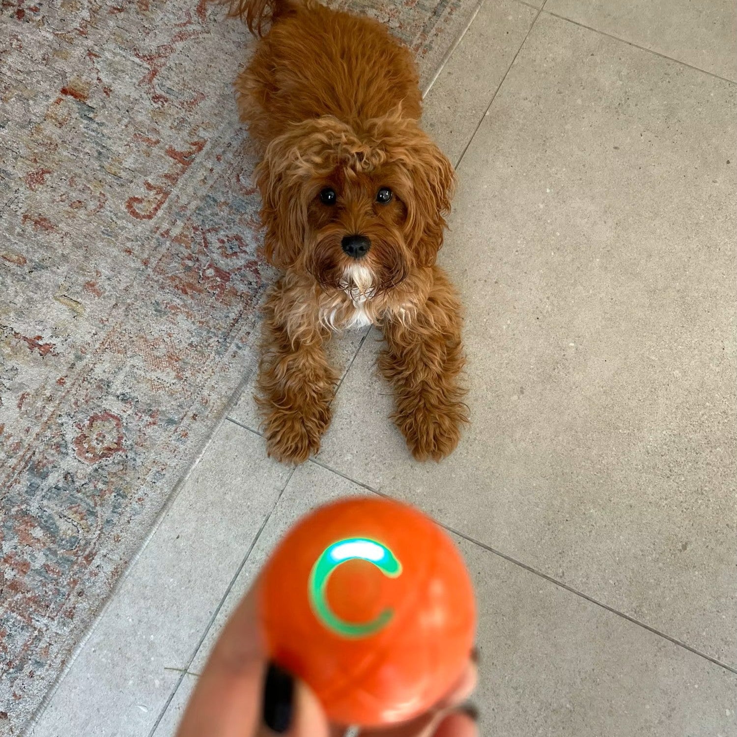 ShakeSphere - PawPurify