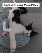 Moon Pillow - PawPurify