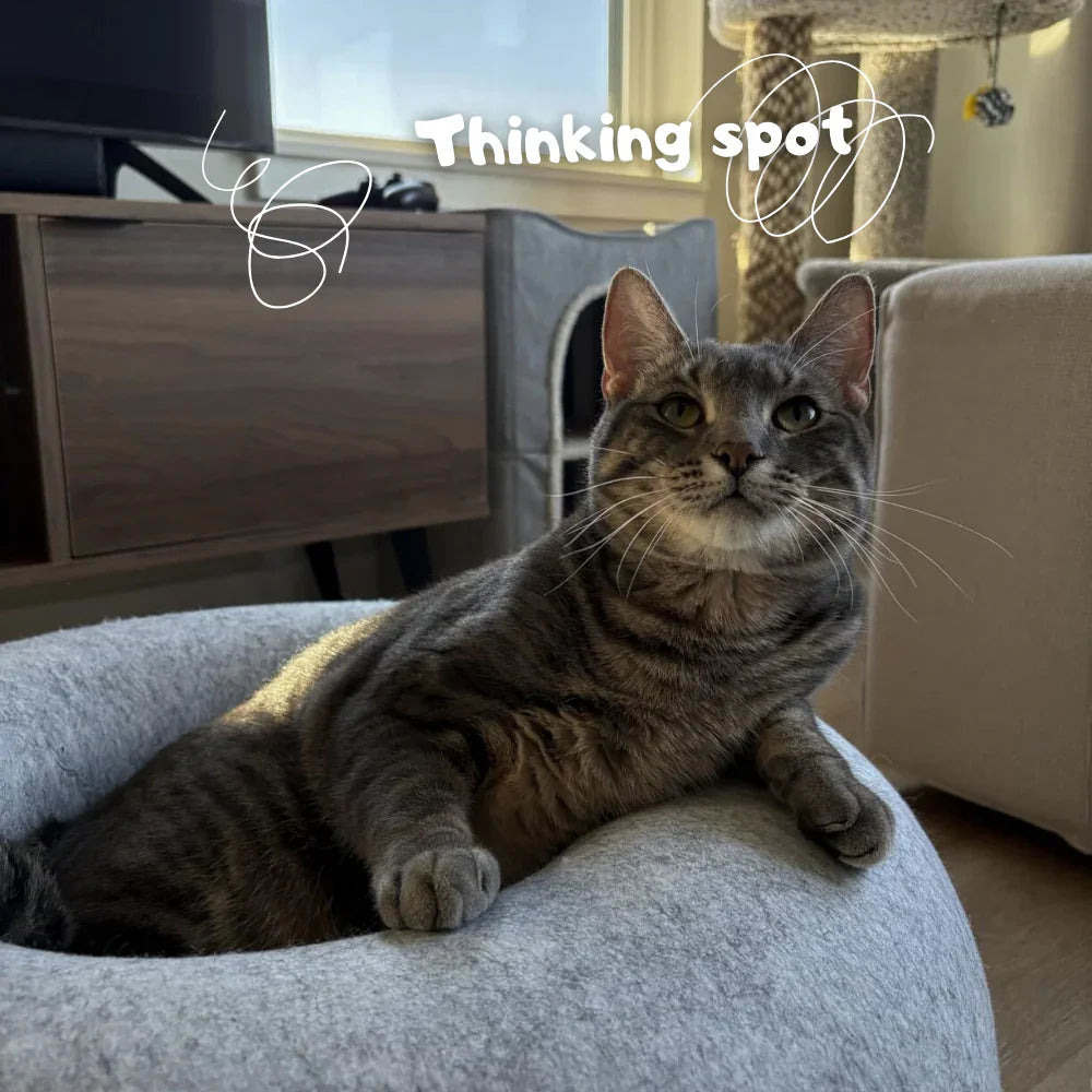 Cat playing in a Paw Cave donut