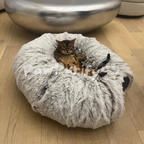 Cozy CatCave - PawPurify