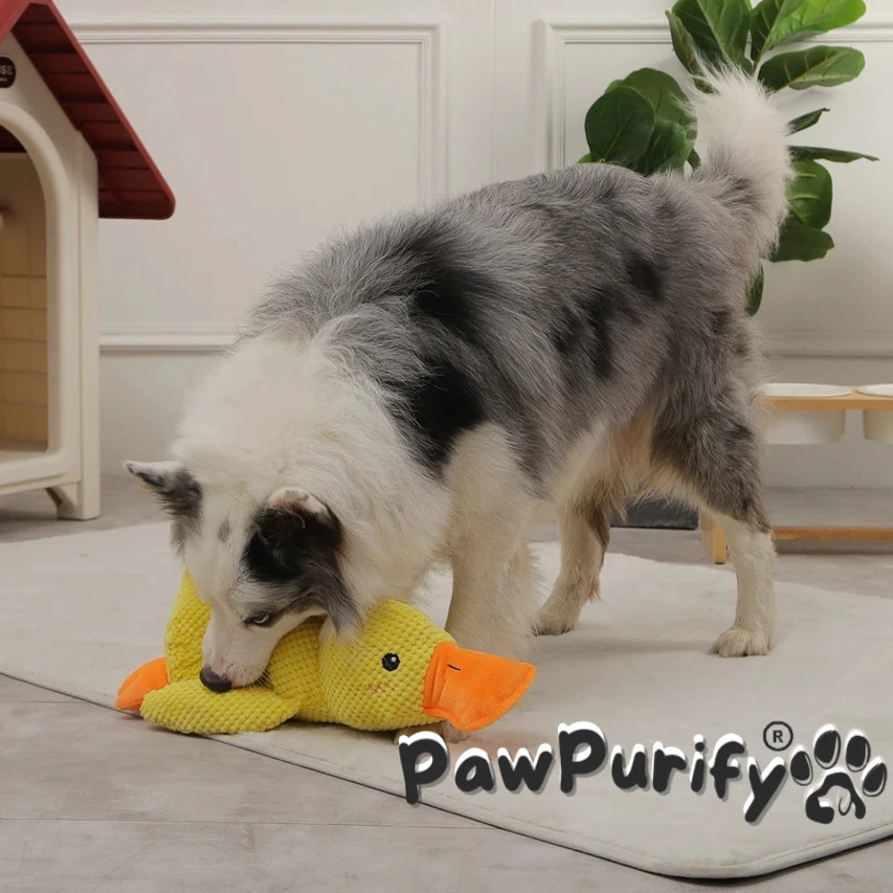 Quacky Duck - PawPurify