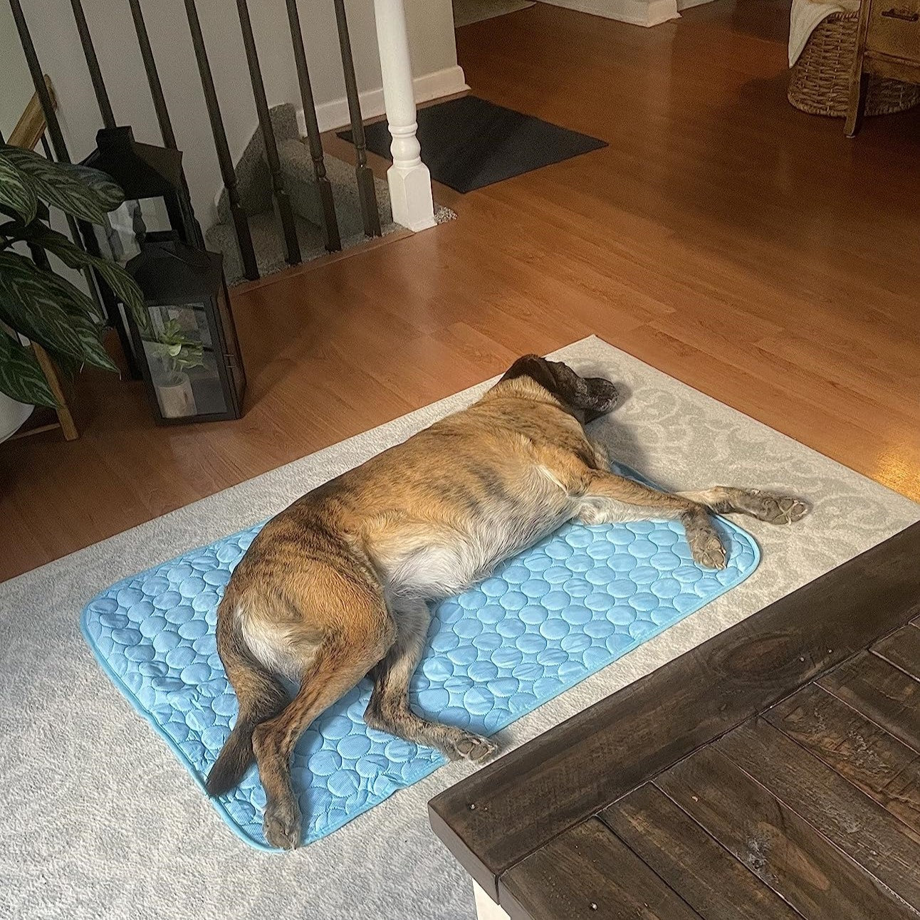 CoolMat - PawPurify