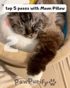 Moon Pillow - PawPurify