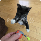 BounceRoll 2.0 - PawPurify