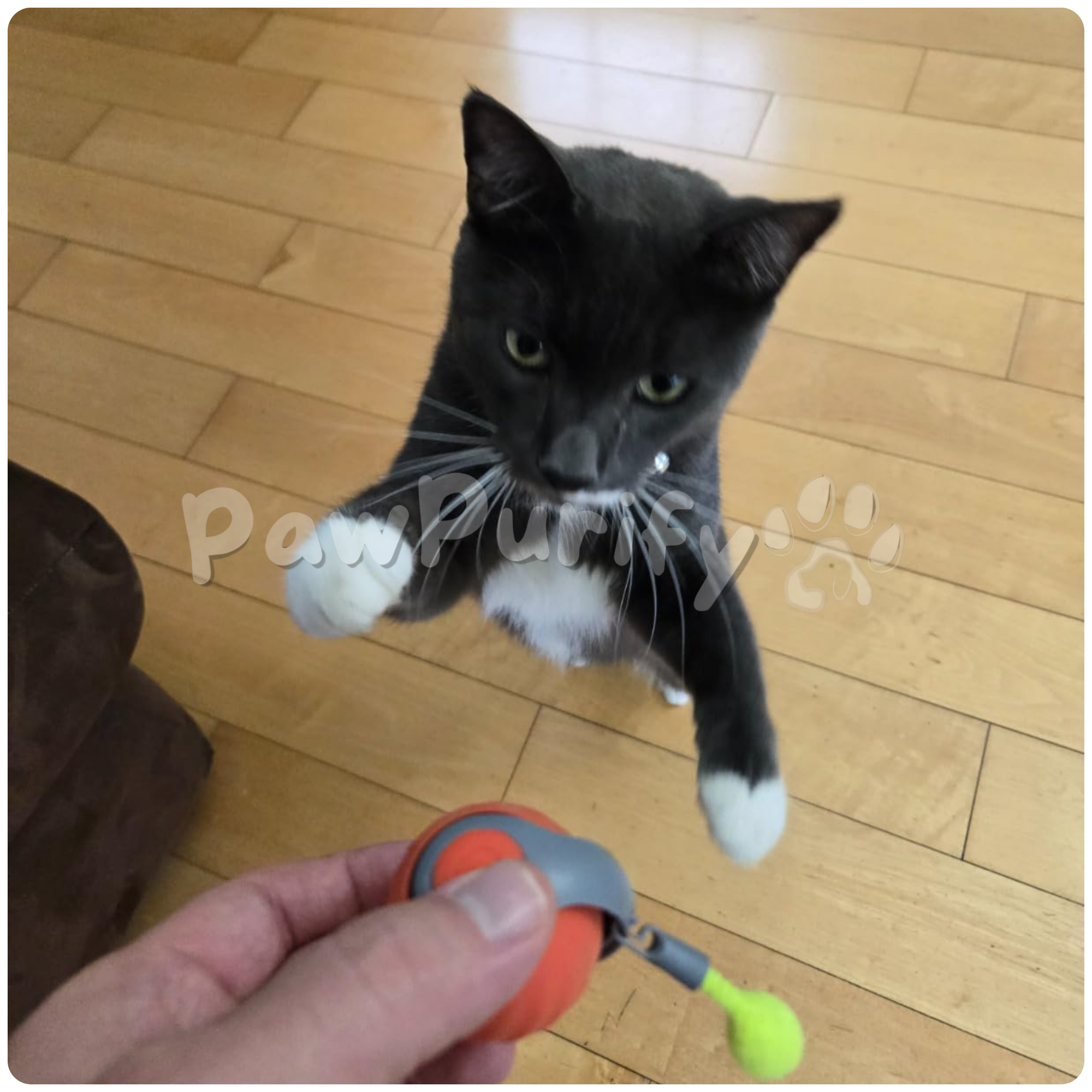 BounceRoll 2.0 - PawPurify