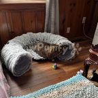 Cozy CatCave - PawPurify