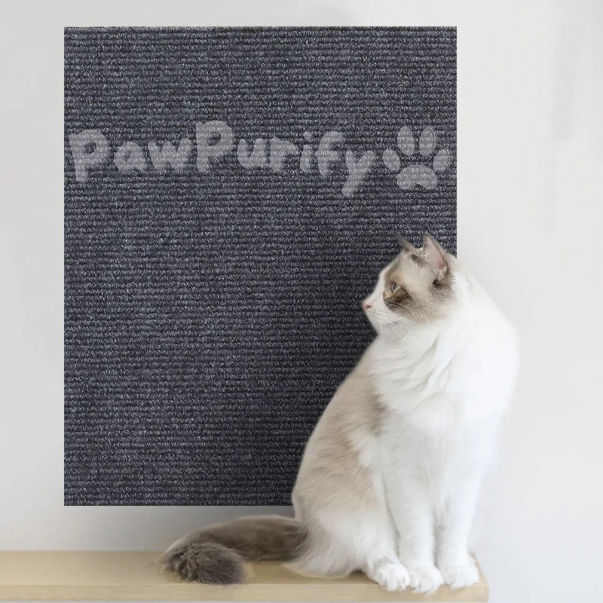 Scratch Shield - PawPurify