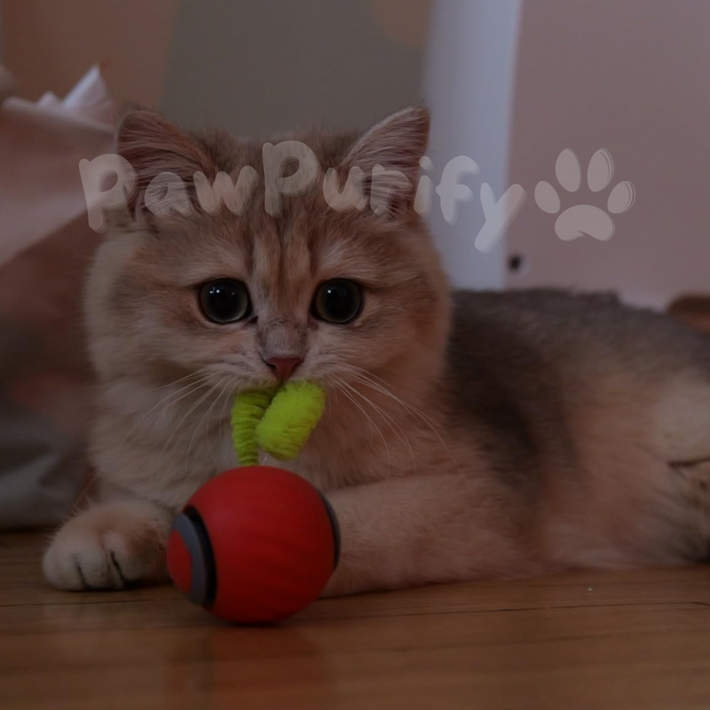 BounceRoll 2.0 - PawPurify