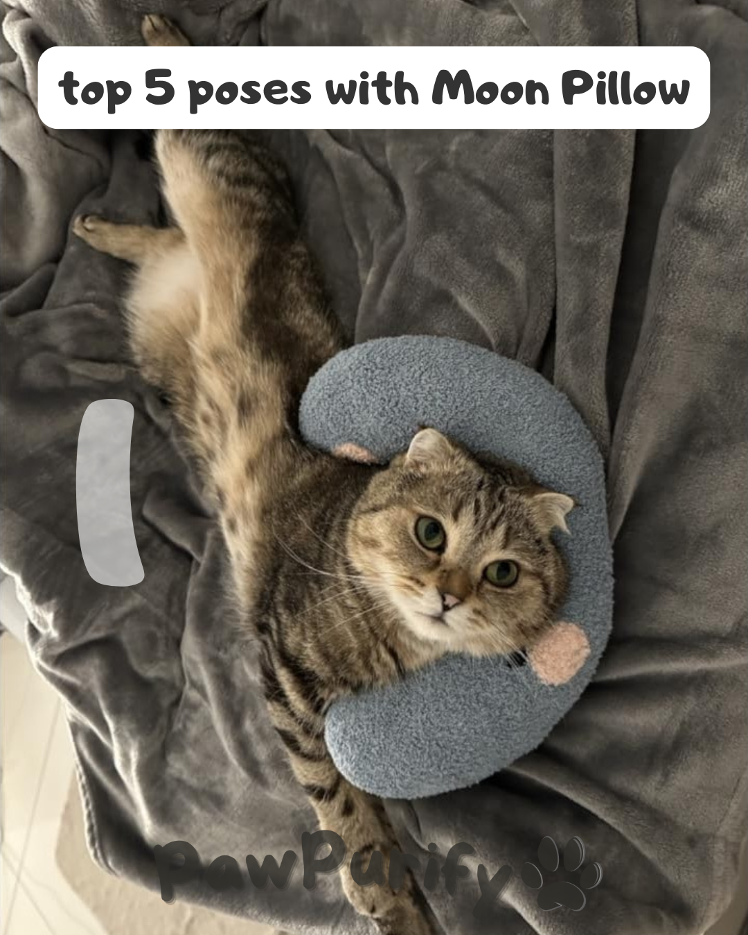 Moon Pillow - PawPurify