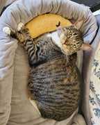 Moon Pillow - PawPurify
