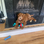 Tug-A-Treat - PawPurify