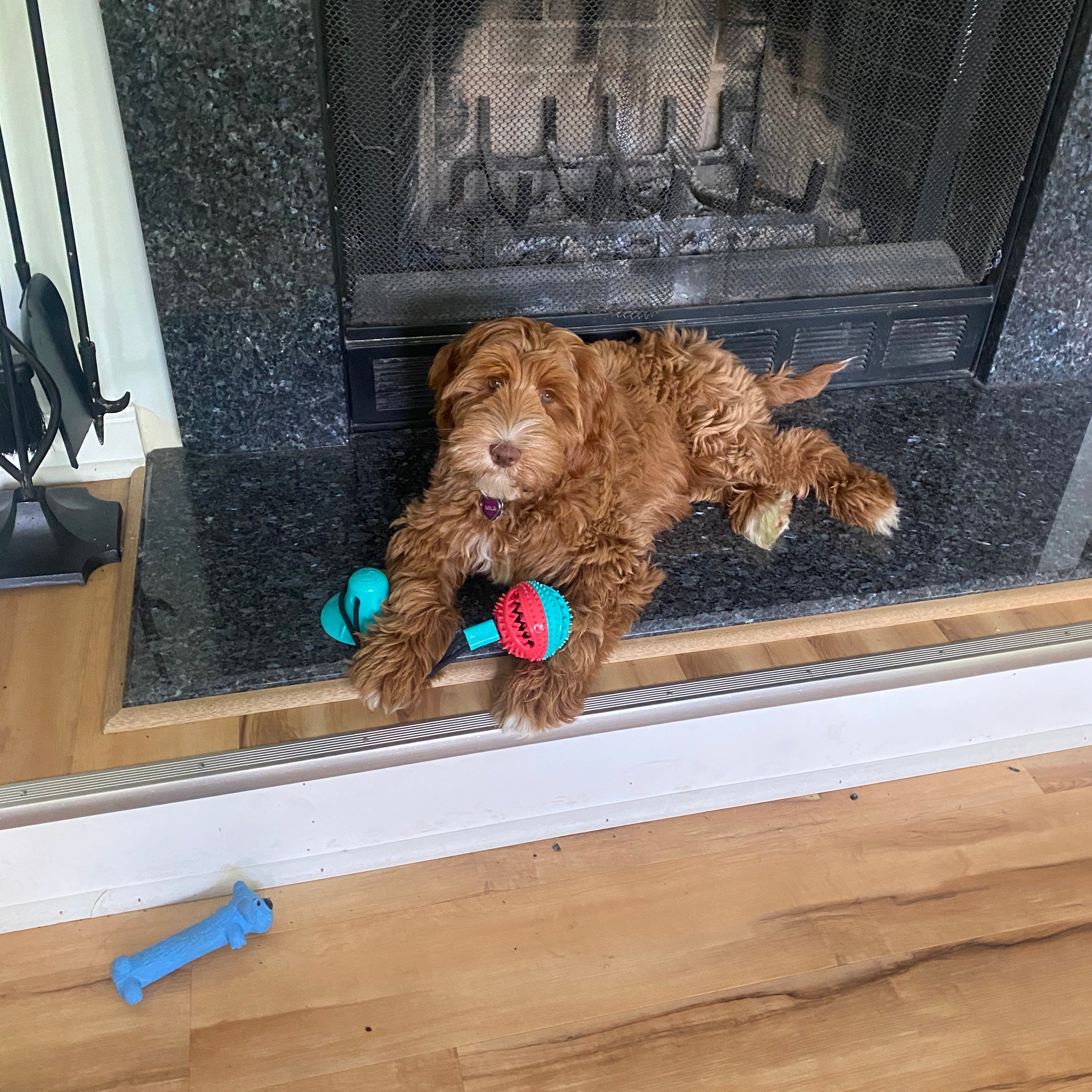 Tug-A-Treat - PawPurify