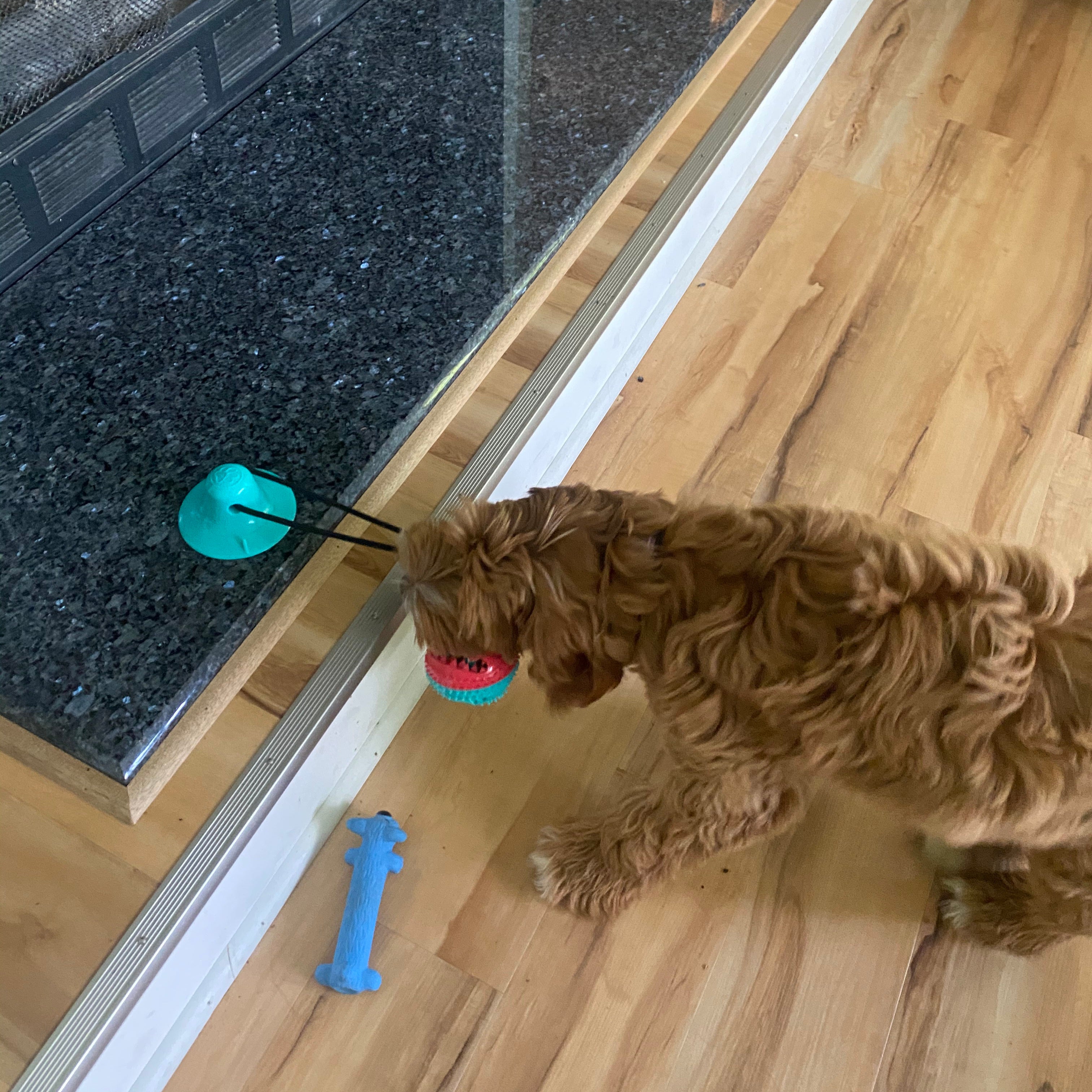 Tug-A-Treat - PawPurify