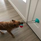 Tug-A-Treat - PawPurify