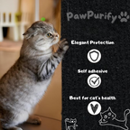 Scratch Shield - PawPurify