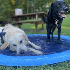 PawSplashPad - PawPurify