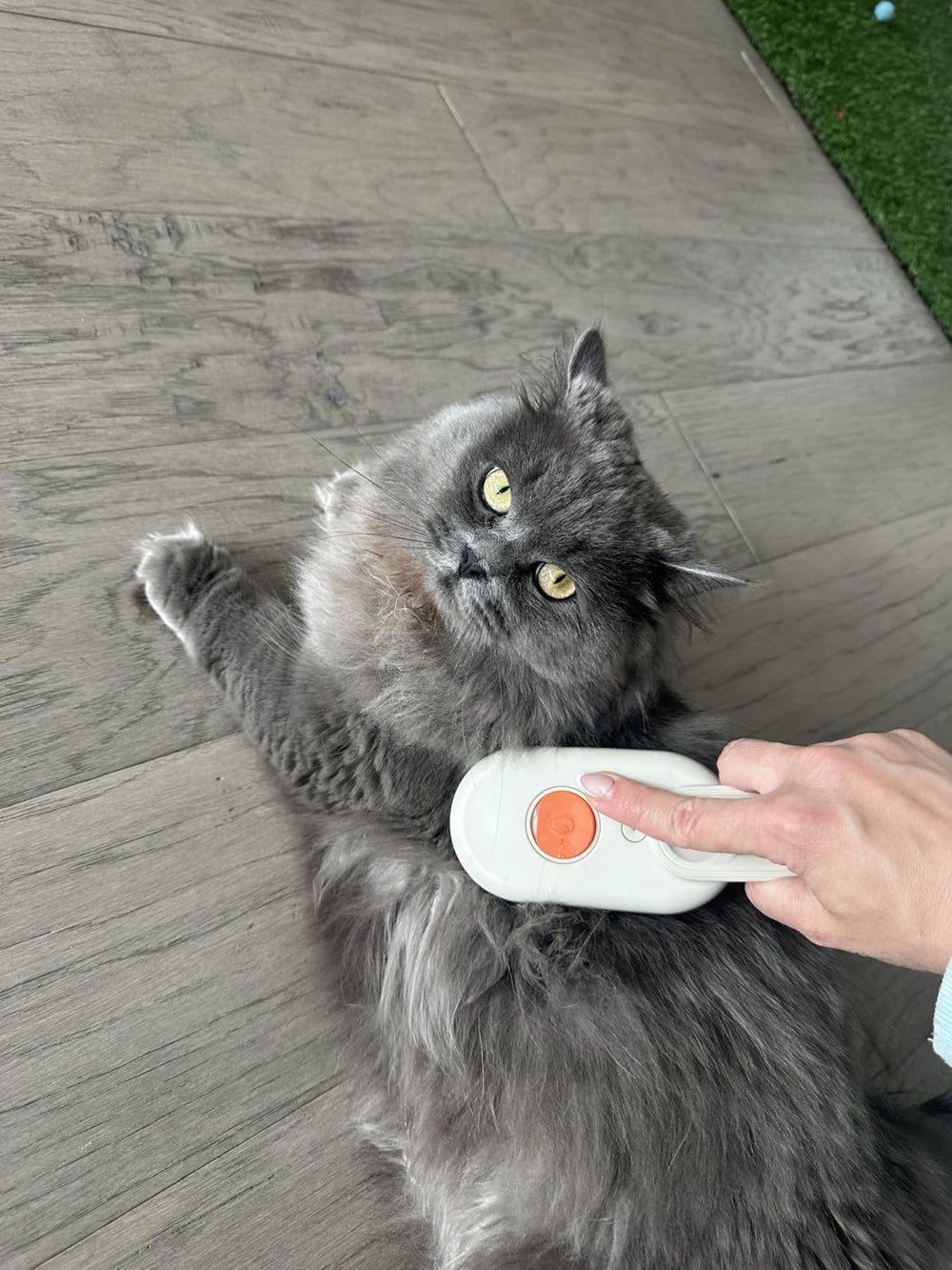 Jamie & Mochi