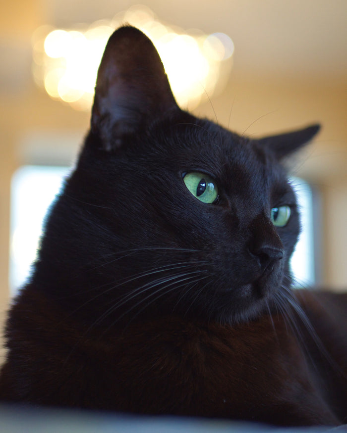 Dogs