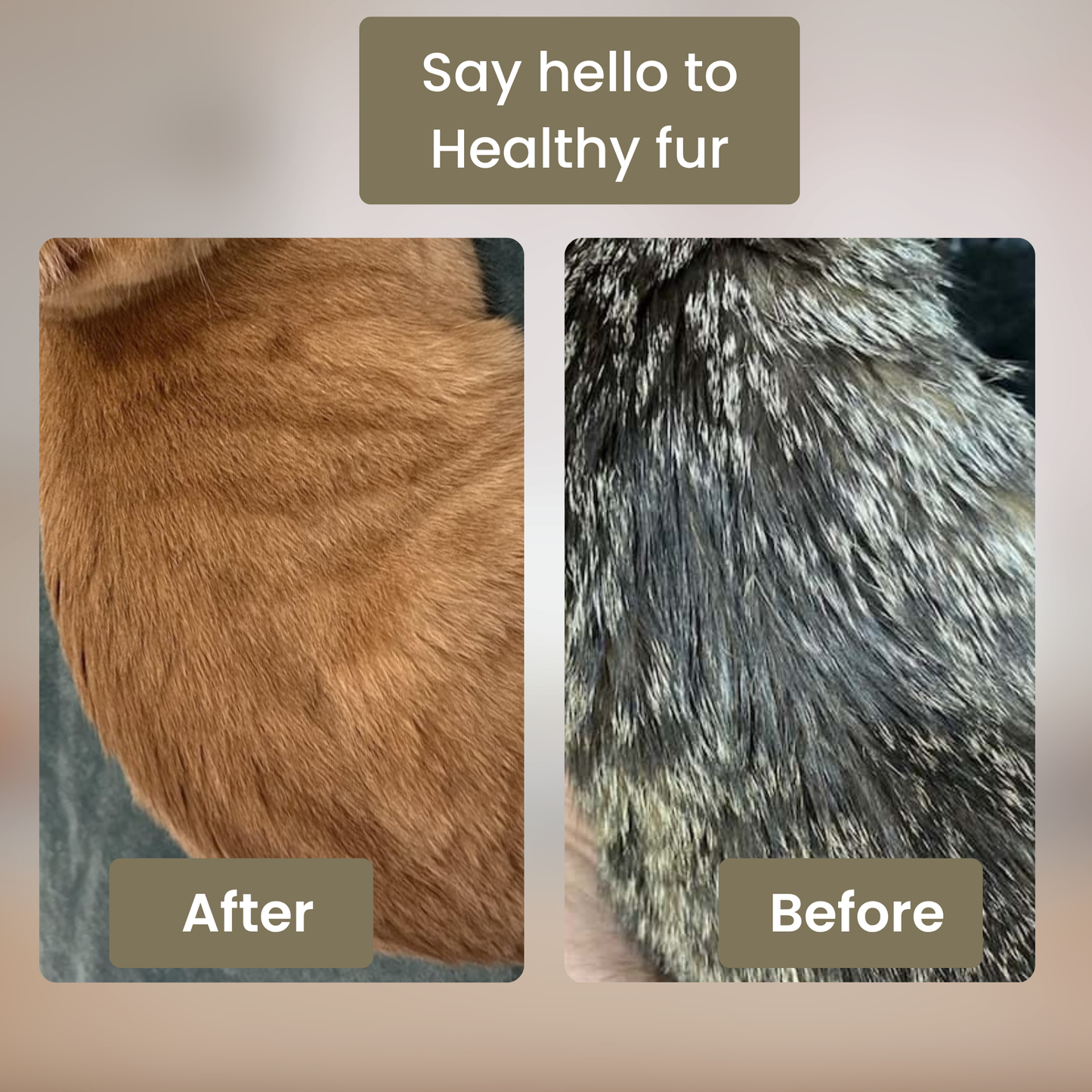 SpaBrush - PawPurify