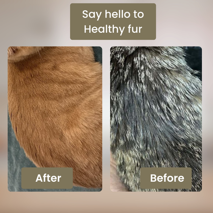 SpaBrush - PawPurify