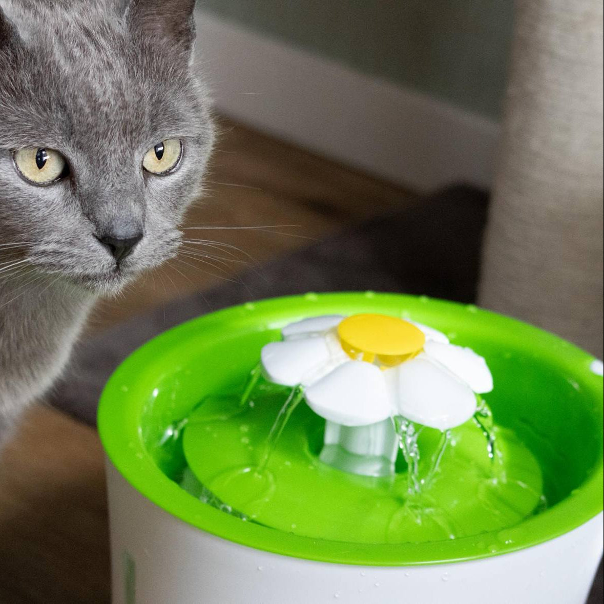 Gray cat beside green pet water fountain with flower-shaped spout, cat hydration accessory